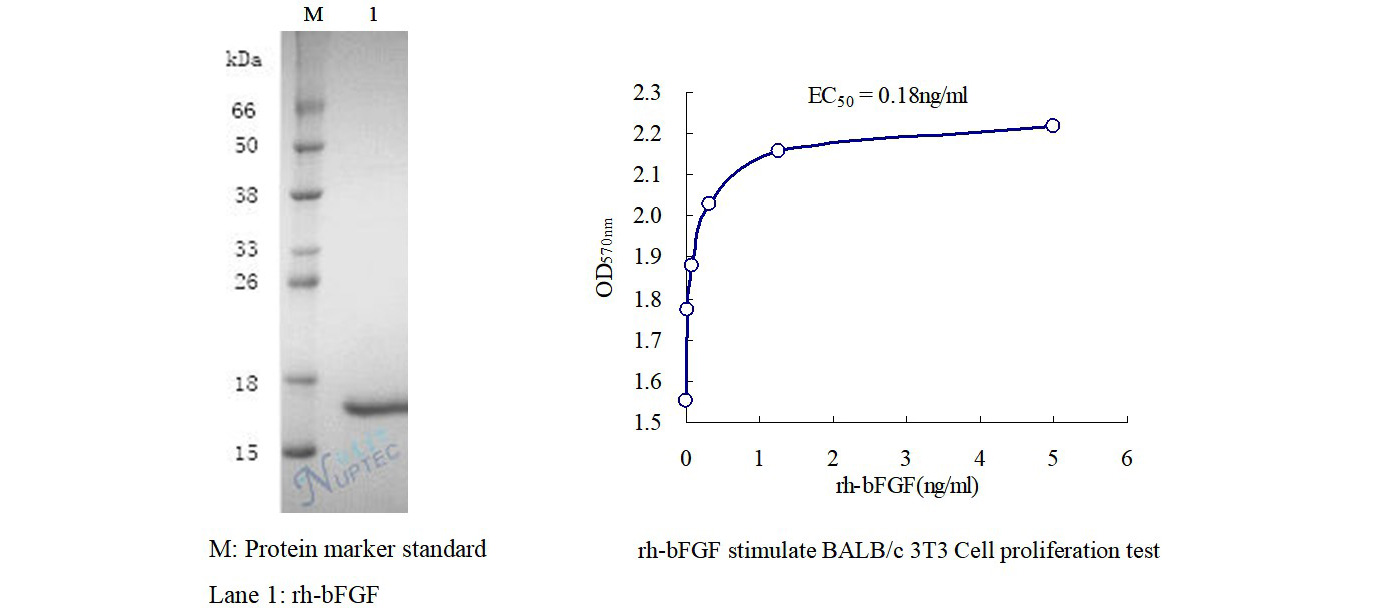 Recombinant Human Fibroblast Growth Factor-basic (rh-bFGF)