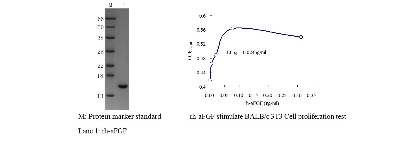 Recombinant Human Fibroblast Growth Factor-acidic