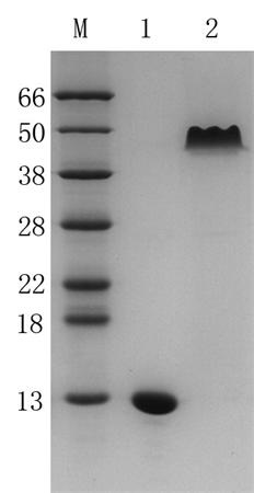 Recombinant Strep-Tactin
