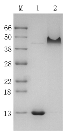 Recombinant Strep-Tactin with Cysteine