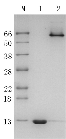 Recombinant Core Streptavidin 2