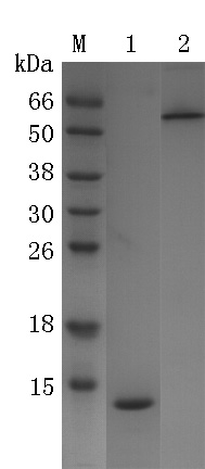 Recombinant Core Streptavidin