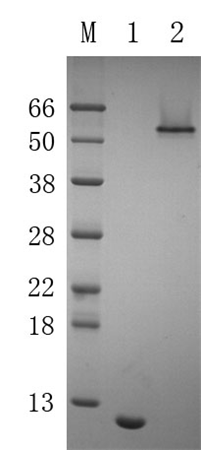 Recombinant Minimum Streptavidin