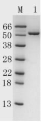 Recombinant Protein AG