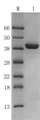 Recombinant Peptostreptococcus magnus Protein L