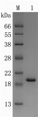 Recombinant Human Keratinocyte Growth Fatcor2