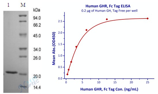 Recombinant Human Growth Hormone
