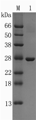 Easy Elution Protein G