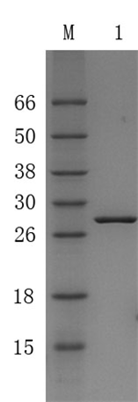 Recombinant Alkali-tolerant Protein A