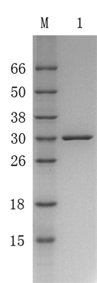 Recombinant Staphylococcal Protein A