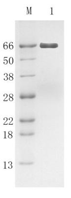 Recombinant Human Serum Albumin, rh-HSA