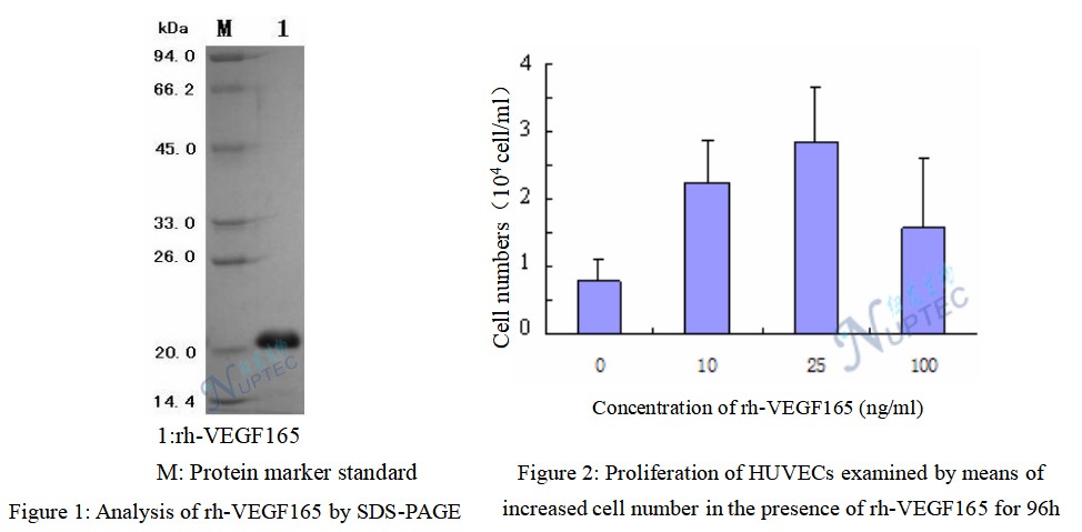 Recombinant Human Vascular Endothelial Growth Factor (rh-VEGF)