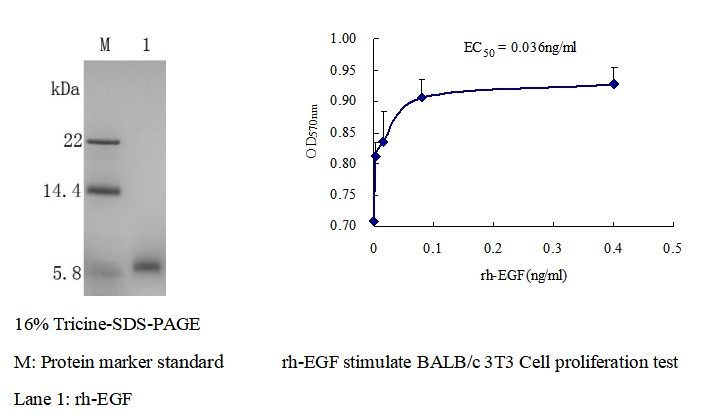 Recombinant Human Epidermal Growth Factor